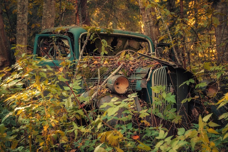 car, wreck, plants, outdoors, vehicle