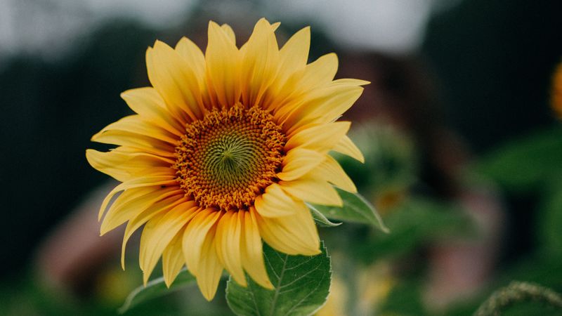 sunflower, flower, field, summer, 4k