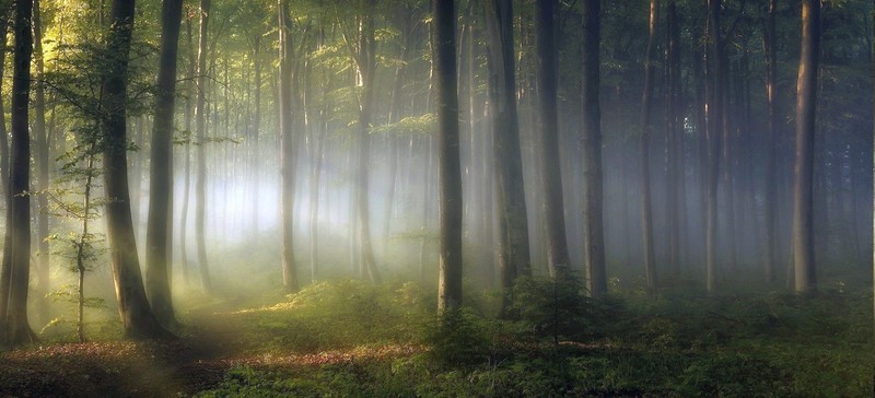 nature, landscape, forest, trees, mist, sun rays, leaves, dappled sunlight, plants, morning, branch