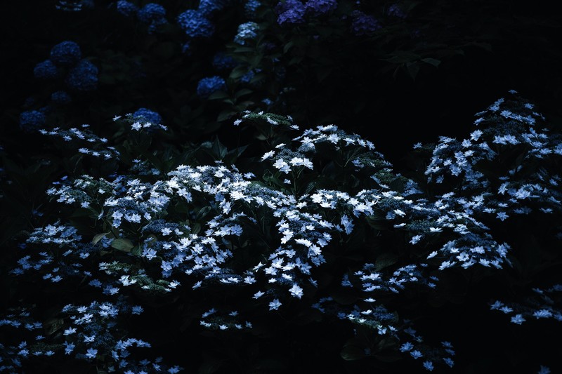 dark, plants, blue, white flowers, white, black