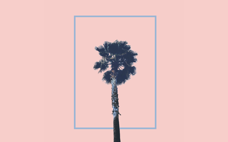 palm trees, minimalism, plants, simple background, pink background