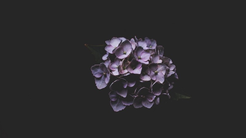 macro, plants, flowers, lilac, dark, minimalism