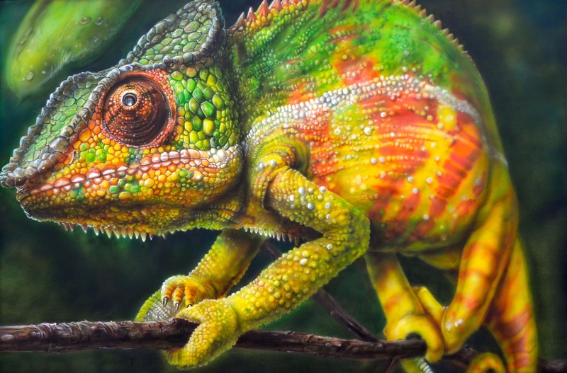 artwork, nature, animals, cameleon, colorful