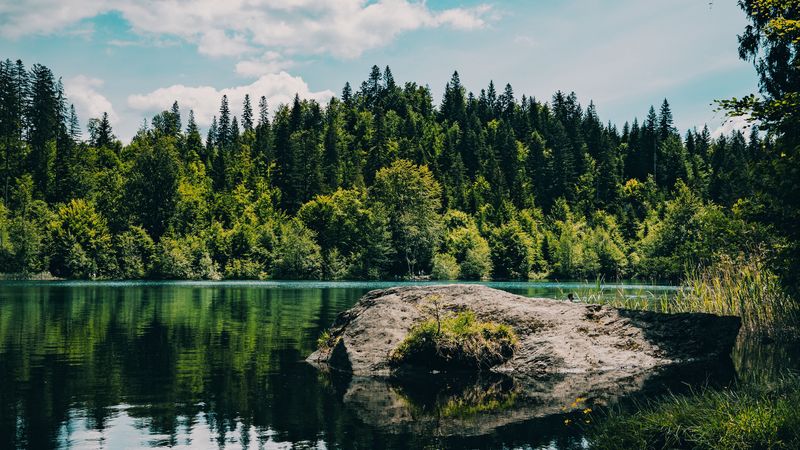 river, forest, trees, stone, grass, 4k