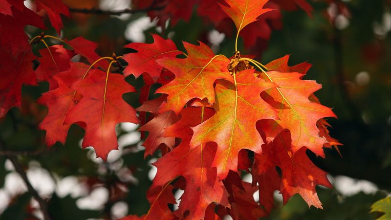 leaves, autumn, red, october, 4k