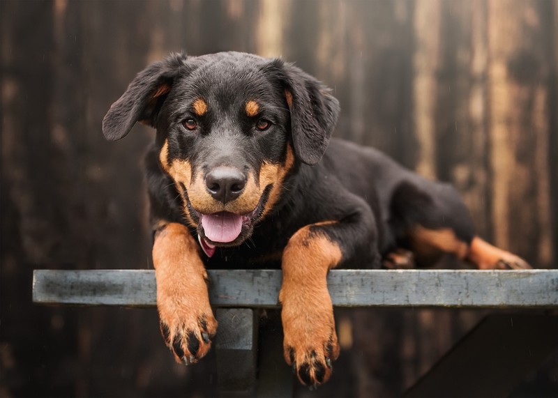 dog, animals, outdoors, tongue out