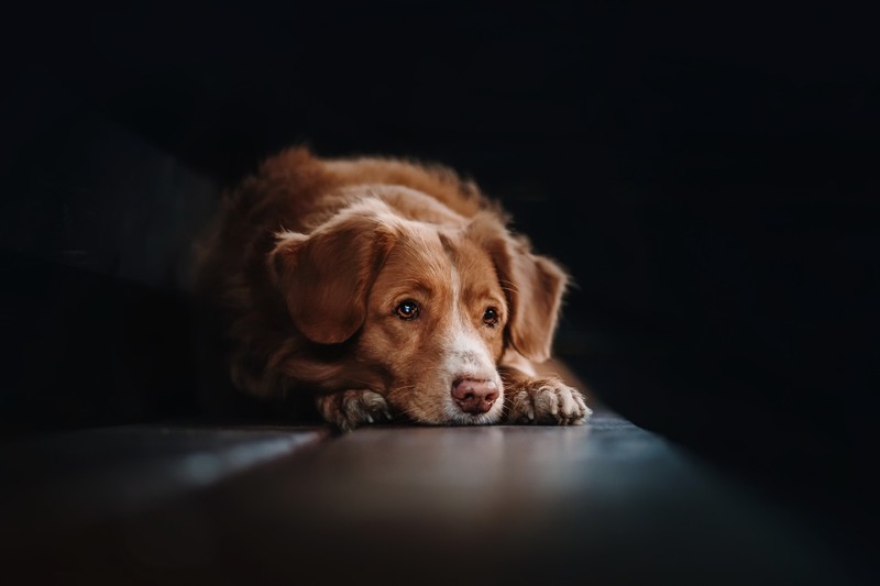 dog, animals, dark, simple background