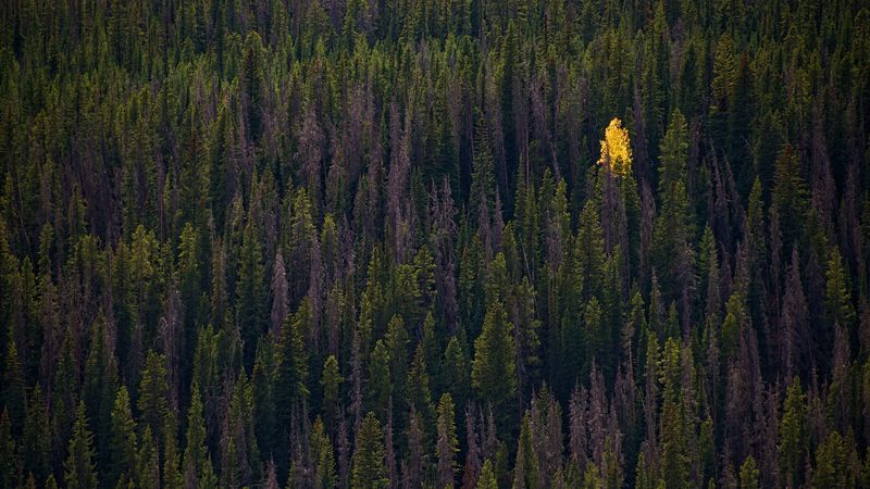 forest, trees, autumn, top view, 4k