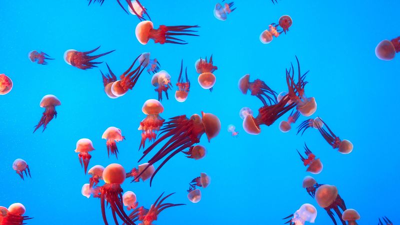 jellyfish, underwater world, ocean, aquarium, swimming, 4k