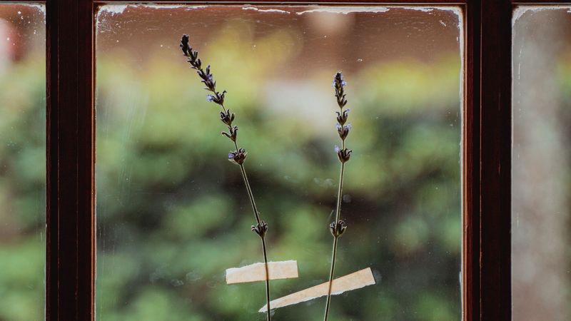 window, flowers, glass, 4k