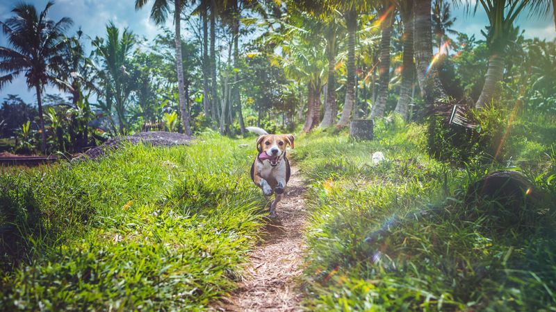 beagle, dog, running, path, grass, 4k