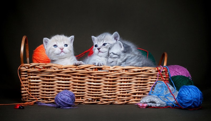 cats, baskets, animals, kittens, baby animals