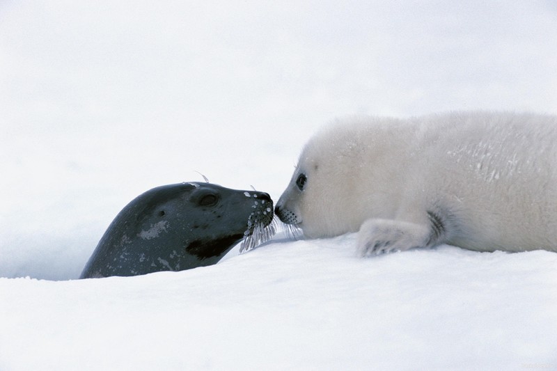 nature, animals, seals, baby animals, winter, snow, ice, white background