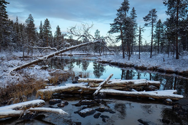 winter, river, wood, nature, trees, bark