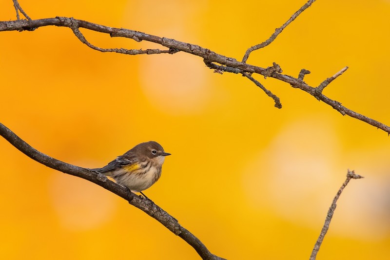 branch, orange background, birds, animals