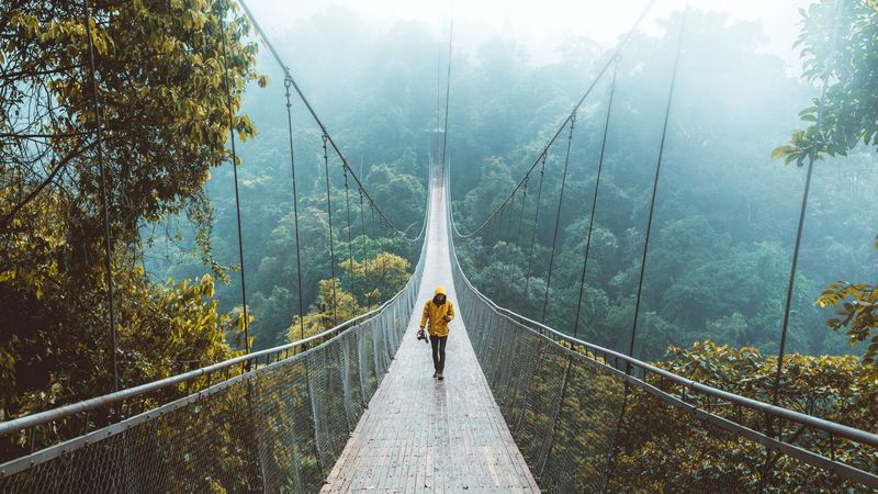 bridge, suspension bridge, loneliness, walk, forest, 4k