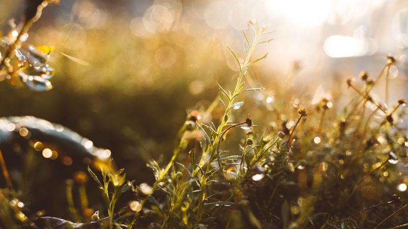 grass, glare, blur, sunlight, 4k