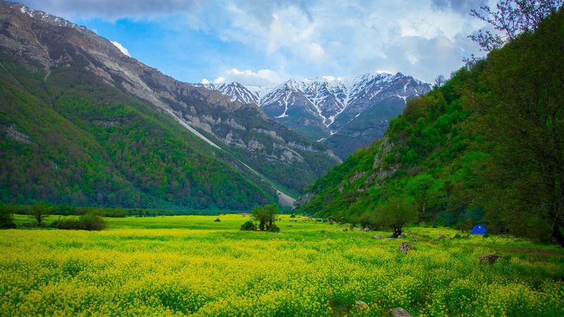 meadow, mountains, flowers, landscape, 4k