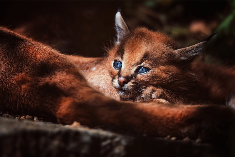 animals, cats, feline, dark, blue eyes