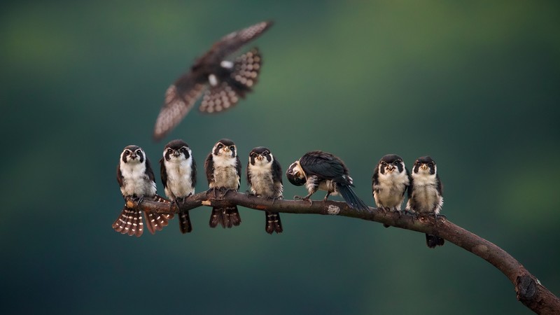 birds, animals, branch