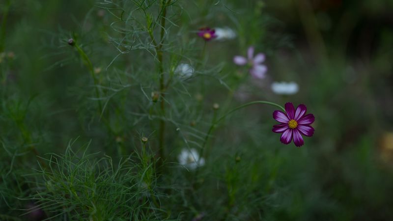 cosmos, flower, field, bloom, blur, grass, 4k
