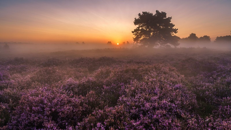 landscape, field, plants, sky, sunlight, lavender