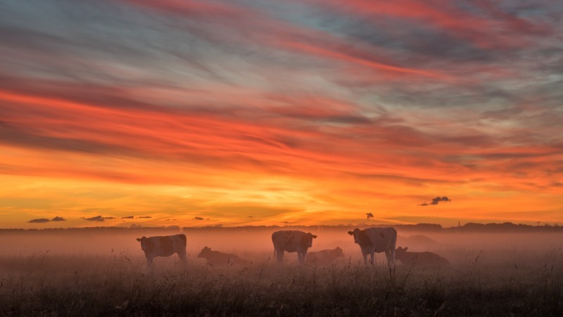 nature, cow, sky, mist, landscape, sunlight, animals, field, dusk