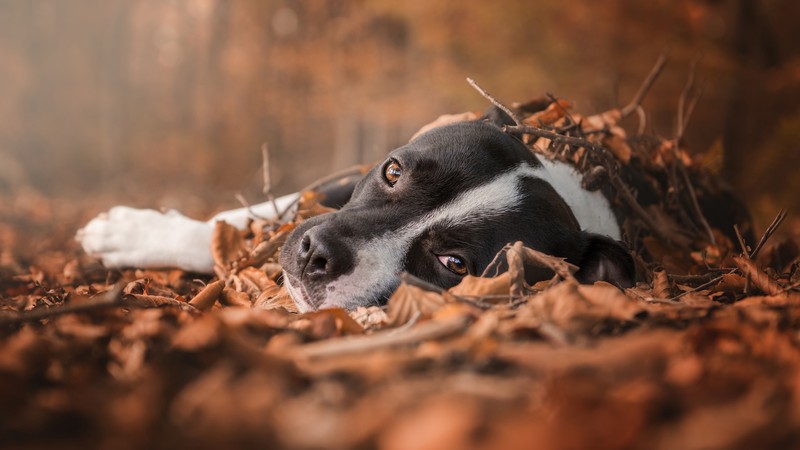 animals, dog, leaves, fall, brown eyes
