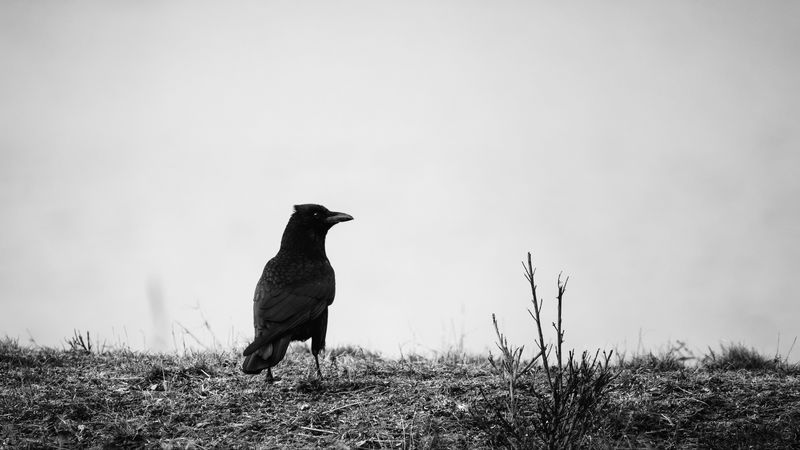 raven, bw, bird, grass, 4k