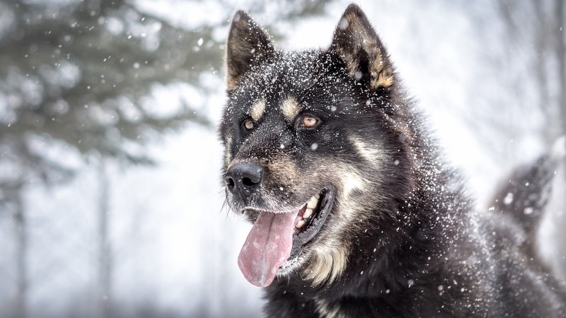 nature, tongue out, animals, dog, snow