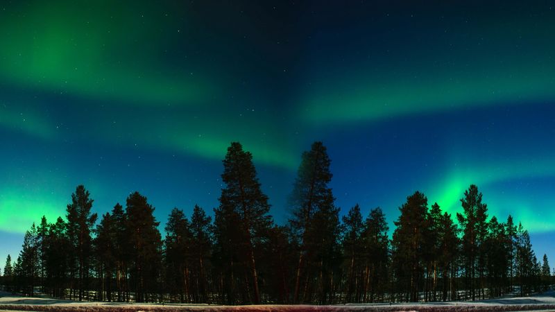northern lights, aurora, trees, forest, starry sky, 4k