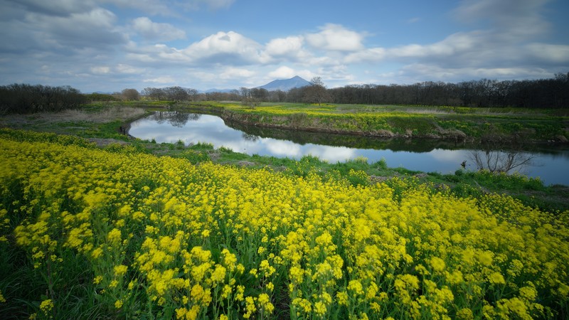 flowers, landscape, river, plants, yellow flower