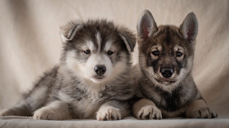 dog, animals, simple background, portrait, Siberian Husky