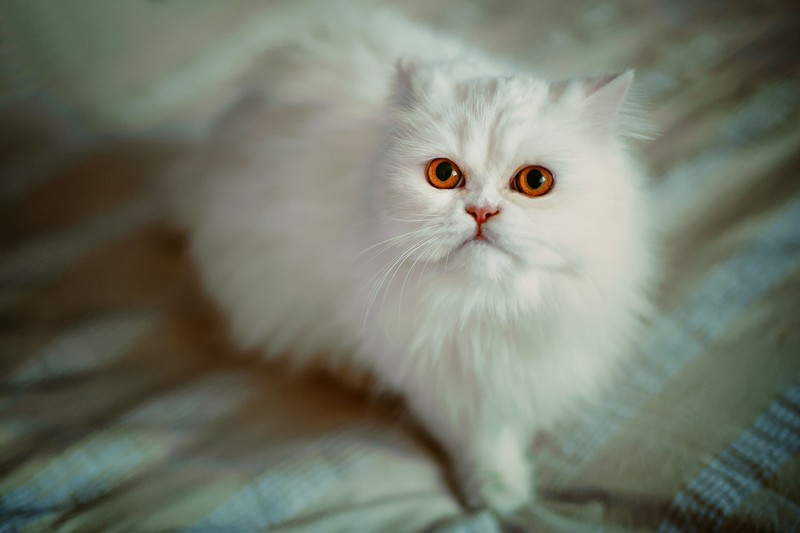 cats, animals, depth of field