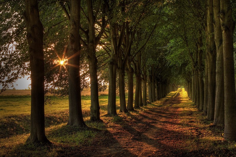 landscape, trees, plants, nature, forest