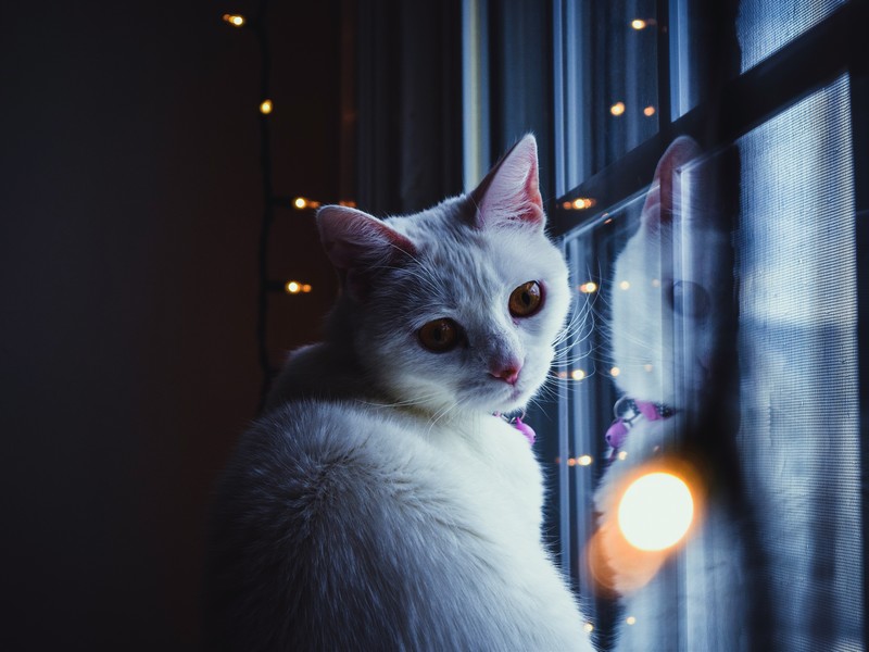 cats, window, reflection, room, animals, lights