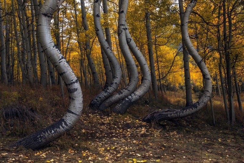 trees, fall, nature