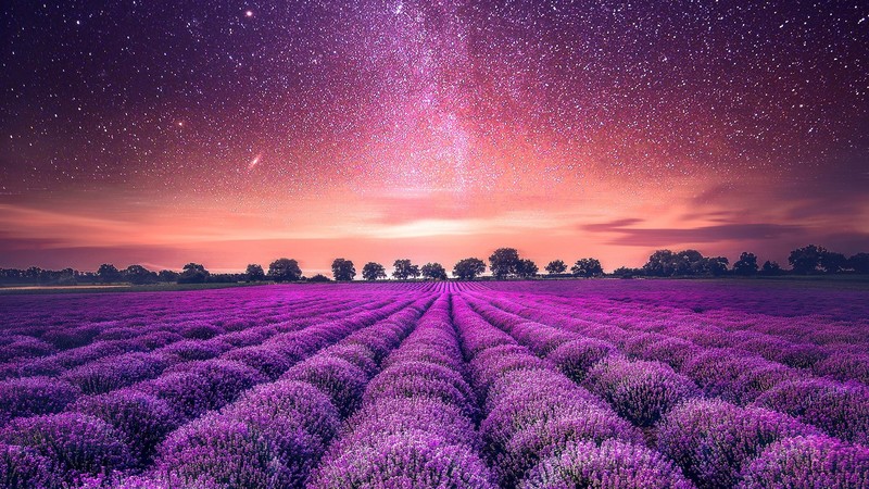 field, sky, stars, landscape, plants, purple