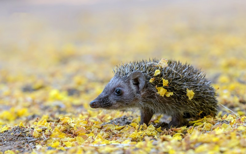 animals, hedgehog, leaves