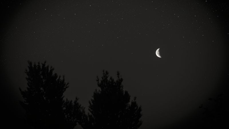 moon, night, sky, tree, stars, dark, 4k