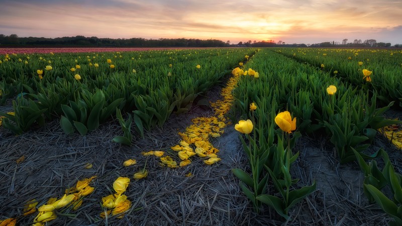 tulips, flowers, yellow flowers, field, landscape