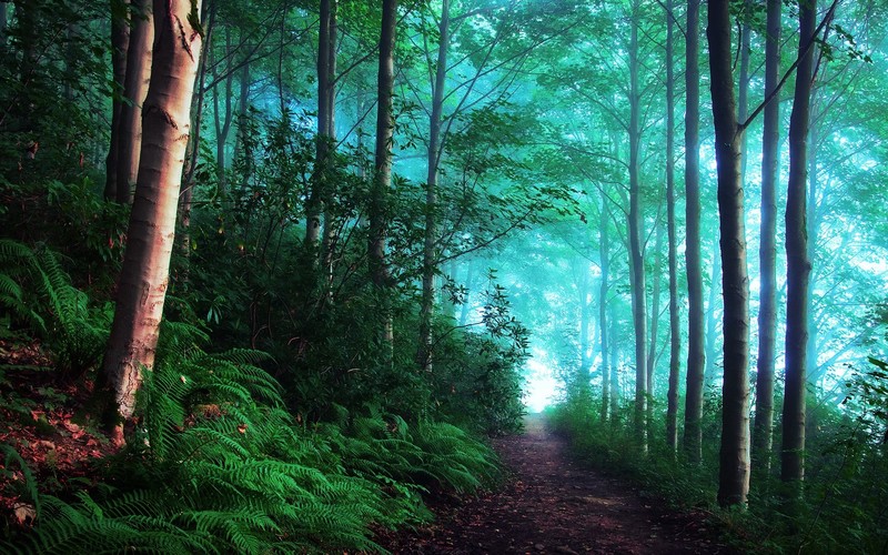 landscape, trees, plants, path, tree trunk, forest