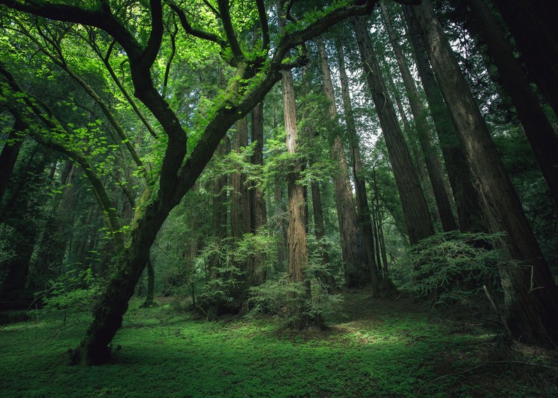 landscape, trees, plants, environment, forest