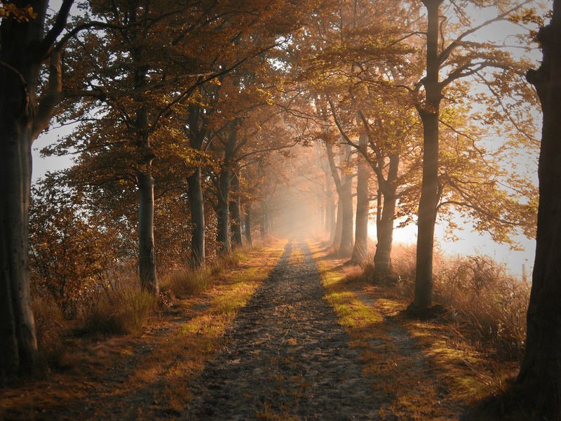 landscape, trees, path, tunnel