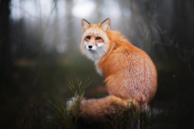 animals, fox, plants, depth of field