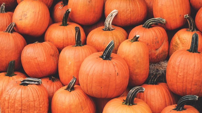 pumpkin, harvest, autumn, ripe, october, 4k