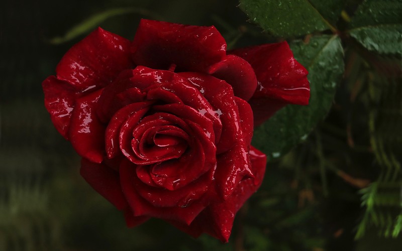 roses, flowers, plants, nature