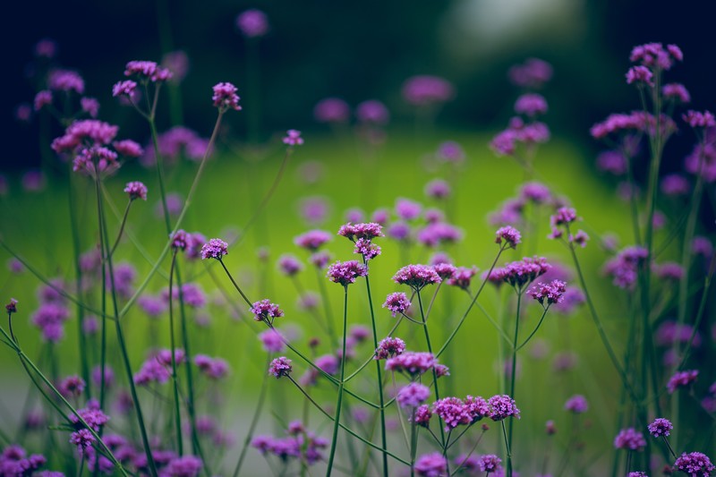 flowers, plants, nature, depth of field
