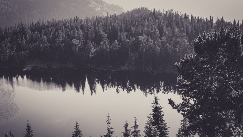 forest, water, landscape, lake, monochrome