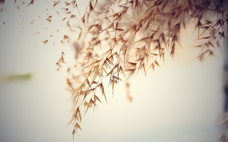 oats, plants, macro, simple